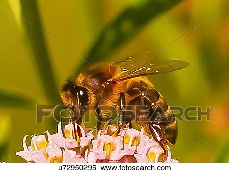 Stock Photography - Bee. Fotosearch