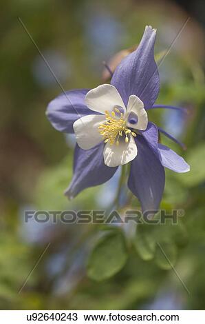 Stock Image - Blue columbine swan blue and white. Fotosearch
