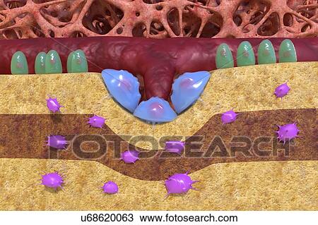 Stock Image - Bone tissue production, illustration. Fotosearch