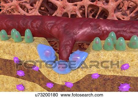 Stock Image - Bone tissue production, illustration. Fotosearch