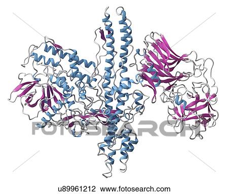 Stock Image - Botulinum toxin molecule. Fotosearch