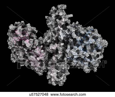 Stock Photo - Botulinum toxin molecule. Fotosearch