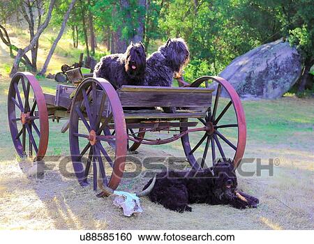 Bouviers View Large Photo Image Stock Image - Bouviers. Fotosearch