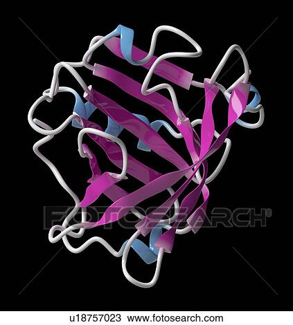 Bovine beta-lactoglobulin whey protein molecule View Large Photo Image Stock Image - Bovine beta-lactoglobulin whey protein molecule. Fotosearch