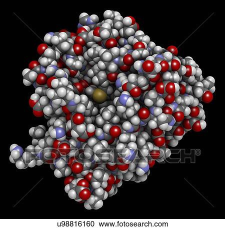 Bovine beta-lactoglobulin whey protein molecule View Large Photo Image Stock Image - Bovine beta-lactoglobulin whey protein molecule. Fotosearch