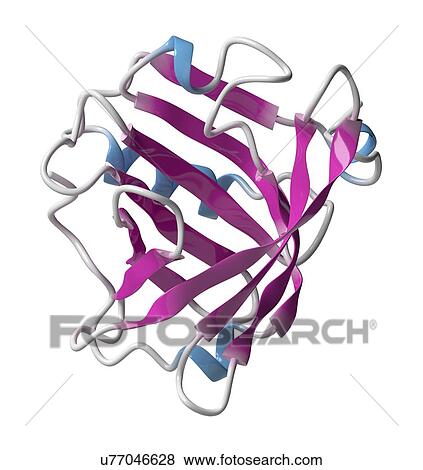 Bovine beta-lactoglobulin whey protein molecule View Large Photo Image Stock Photo - Bovine beta-lactoglobulin whey protein molecule. Fotosearch