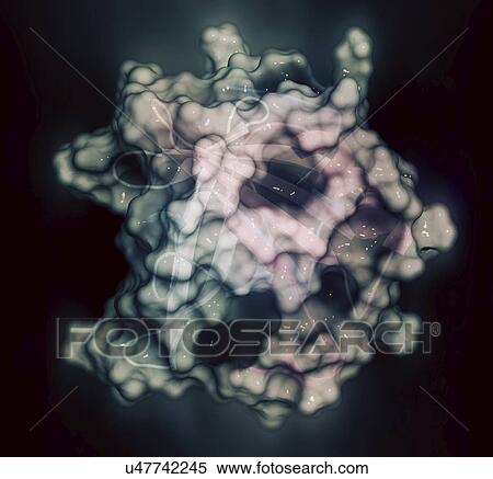Stock Photography - Bovine beta-lactoglobulin whey protein molecule. Fotosearch