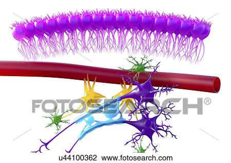 Stock Image - Brain nervous tissue, illustration. Fotosearch