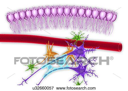Stock Photo - Brain nervous tissue, illustration. Fotosearch