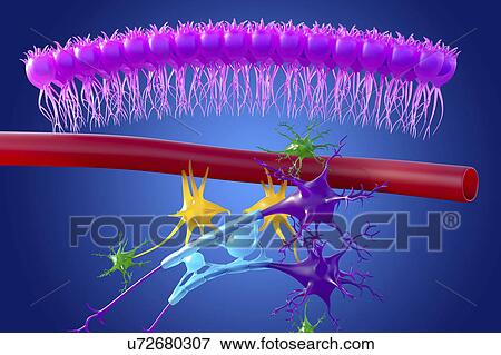 Stock Photo - Brain nervous tissue, illustration. Fotosearch