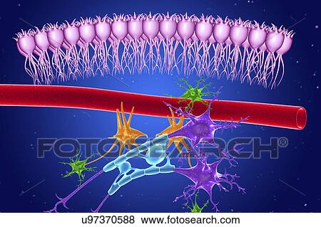 Brain nervous tissue, illustration View Large Photo Image Stock Photo - Brain nervous tissue, illustration. Fotosearch