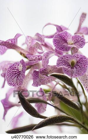 Stock Photograph - Brassanthe Maikai orchid. Fotosearch