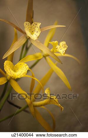 Picture - Brassolaelia yellow bird. Fotosearch