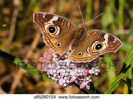Picture - Butterfly. Fotosearch