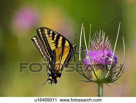 Stock Image - Butterfly. Fotosearch