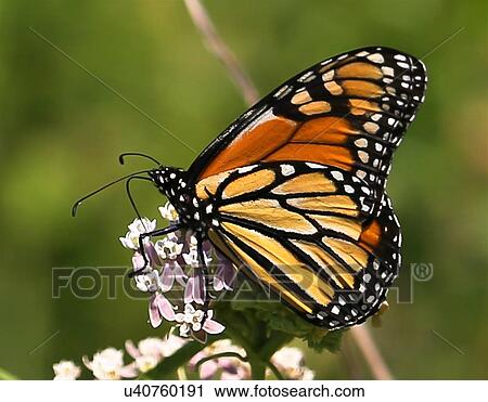 Stock Image - Butterfly. Fotosearch