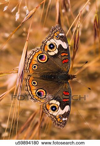 Stock Image - Butterfly. Fotosearch