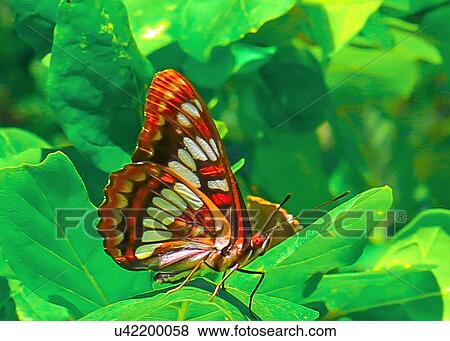 Butterfly View Large Photo Image Stock Photo - Butterfly. Fotosearch