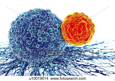 Picture - Cancer cell and T cell, illustration. Fotosearch