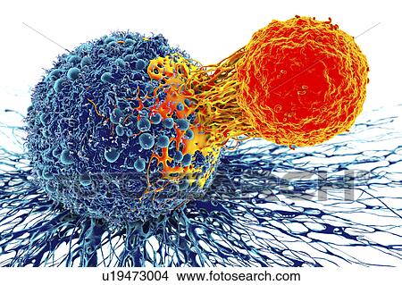 Picture - Cancer cell and T cell, illustration. Fotosearch