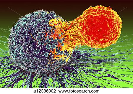 Cancer cell and T cell, illustration View Large Photo Image Stock Image - Cancer cell and T cell, illustration. Fotosearch