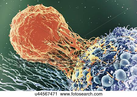 Stock Image - Cancer cell and T cell, illustration. Fotosearch