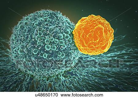 Stock Image - Cancer cell and T cell, illustration. Fotosearch