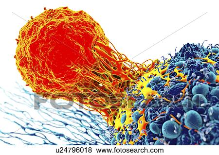 Stock Photo - Cancer cell and T cell, illustration. Fotosearch