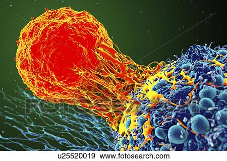 Stock Photo - Cancer cell and T cell, illustration. Fotosearch