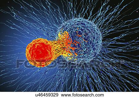 Stock Photo - Cancer cell and T cell, illustration. Fotosearch