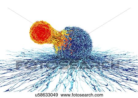 Stock Photo - Cancer cell and T cell, illustration. Fotosearch
