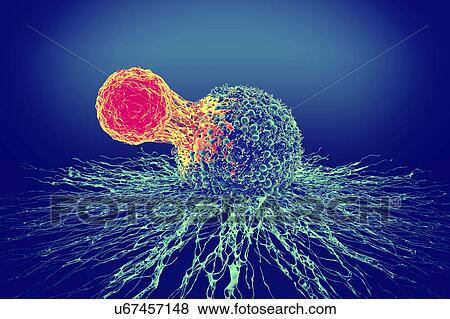Stock Photo - Cancer cell and T cell, illustration. Fotosearch