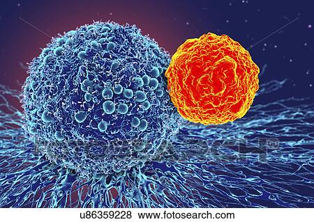 Stock Photo - Cancer cell and T cell, illustration. Fotosearch