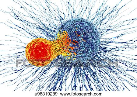 Cancer cell and T cell, illustration View Large Photo Image Stock Photo - Cancer cell and T cell, illustration. Fotosearch