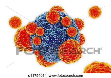 Cancer cell and T cells, illustration View Large Photo Image Picture - Cancer cell and T cells, illustration. Fotosearch