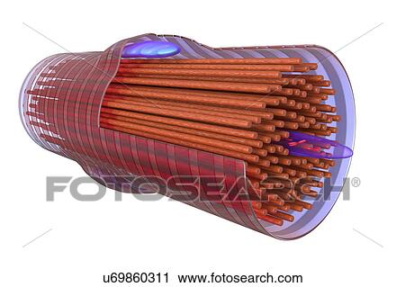 Stock Image - Cardiac muscle cell, illustration. Fotosearch