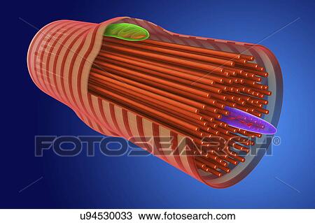 Cardiac muscle cell, illustration View Large Photo Image Stock Image - Cardiac muscle cell, illustration. Fotosearch