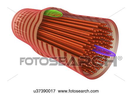 Cardiac muscle cell, illustration View Large Photo Image Stock Photo - Cardiac muscle cell, illustration. Fotosearch