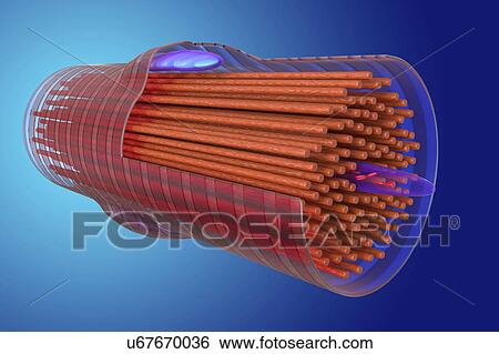 Cardiac muscle cell, illustration View Large Photo Image Stock Photograph - Cardiac muscle cell, illustration. Fotosearch