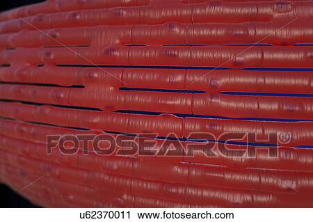 Cardiac muscle fibres, illustration View Large Photo Image Stock Image - Cardiac muscle fibres, illustration. Fotosearch
