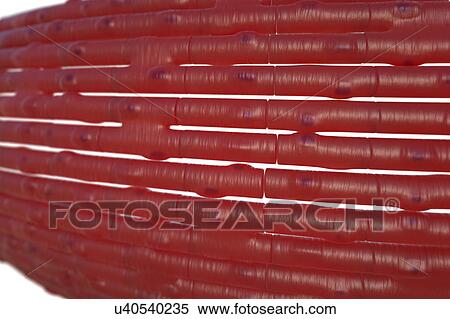 Stock Photography - Cardiac muscle fibres, illustration. Fotosearch