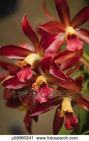 Stock Image - Cattleya chocolate drops 'kodama'. Fotosearch
