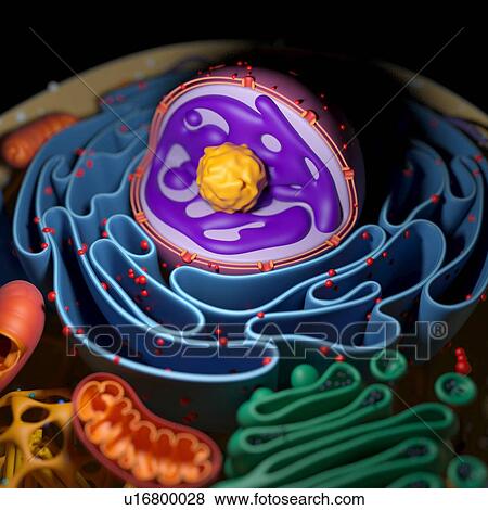Stock Photo - Cell nucleus, illustration. Fotosearch