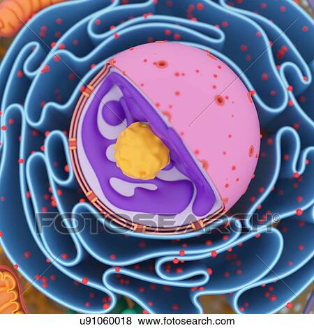 Cell nucleus, illustration View Large Photo Image Stock Photo - Cell nucleus, illustration. Fotosearch