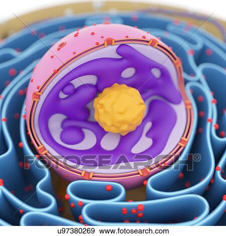 Cell nucleus, illustration View Large Photo Image Stock Photo - Cell nucleus, illustration. Fotosearch