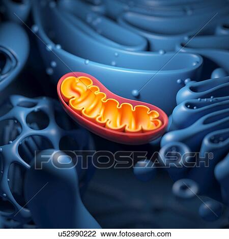 Cell structure and mitochondrion, illustration View Large Photo Image Stock Image - Cell structure and mitochondrion, illustration. Fotosearch
