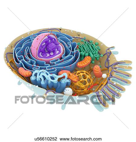 Stock Image - Cell structure, illustration. Fotosearch