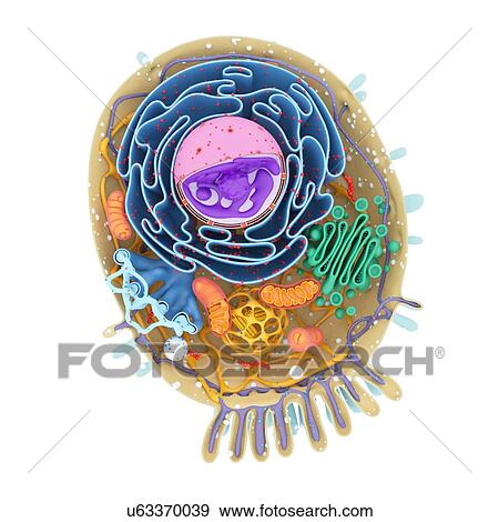 Stock Photo - Cell structure, illustration. Fotosearch