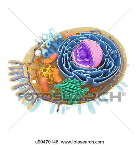 Cell structure, illustration View Large Photo Image Stock Photograph - Cell structure, illustration. Fotosearch