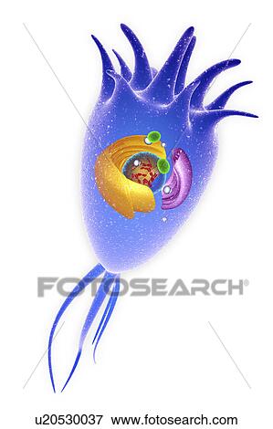 Stock Photo - Central nervous system cell, illustration. Fotosearch